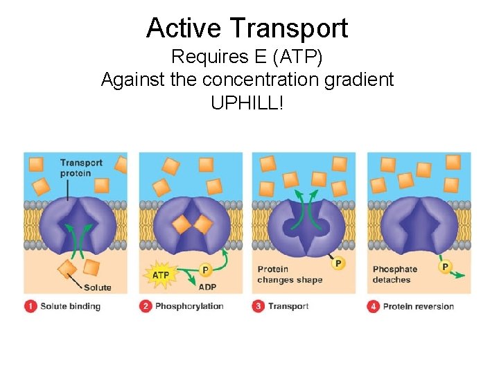 Active Transport Requires E (ATP) Against the concentration gradient UPHILL! 