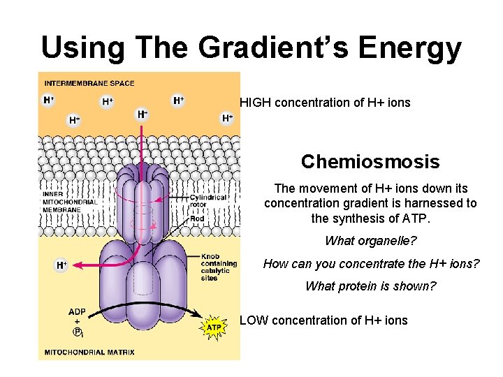 Using The Gradient’s Energy HIGH concentration of H+ ions Chemiosmosis The movement of H+
