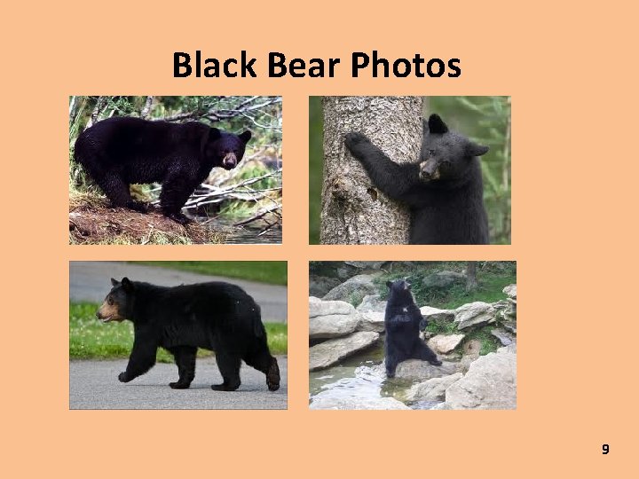 Black Bear Photos 9 