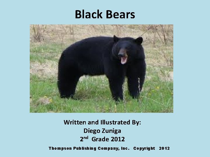 Black Bears Written and Illustrated By: Diego Zuniga 2 nd Grade 2012 Thompson Publishing