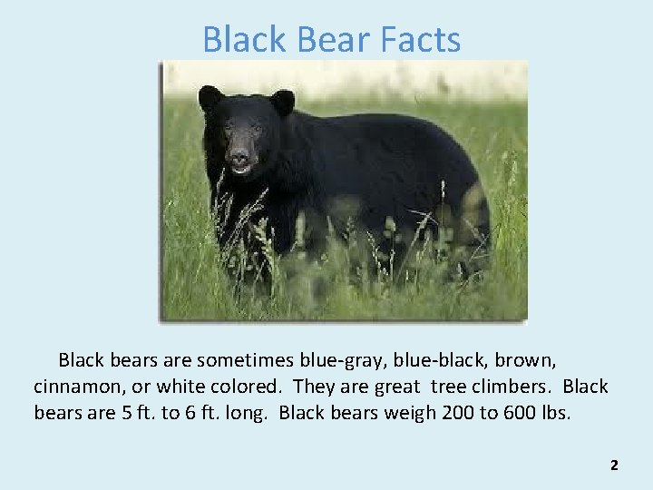 Black Bear Facts Black bears are sometimes blue-gray, blue-black, brown, cinnamon, or white colored.