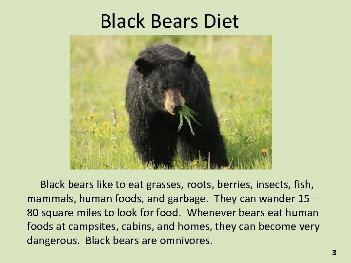 Black Bears Diet Black bears like to eat grasses, roots, berries, insects, fish, mammals,