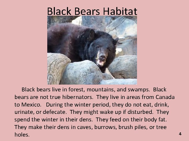 Black Bears Habitat Black bears live in forest, mountains, and swamps. Black bears are