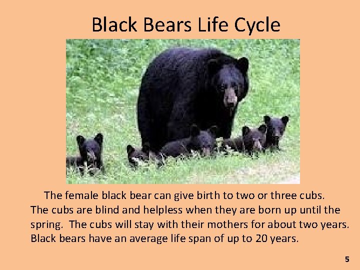 Black Bears Life Cycle The female black bear can give birth to two or