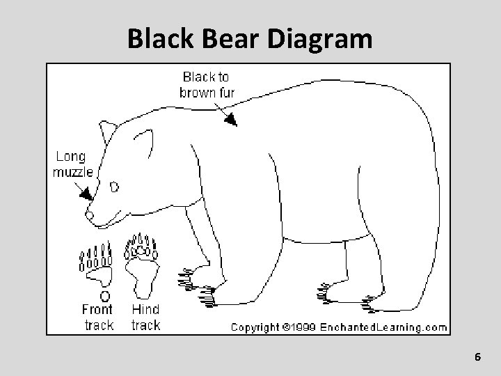 Black Bear Diagram 6 