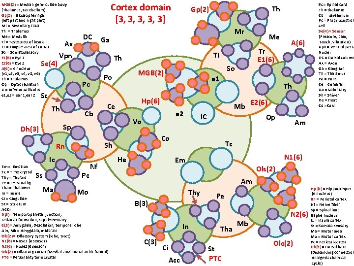 MGB(2) = Median germiculate body (Thalamus, Cerebellum) Gp(2) = Glossopheringal (left part and right