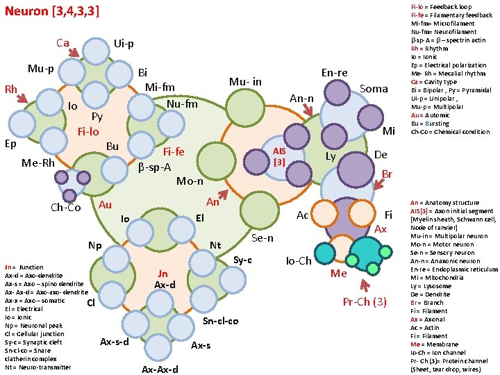 Neuron [3, 4, 3, 3] Ca Ui-p Mu-p Bi Mi-fm Nu-fm Rh Io Py