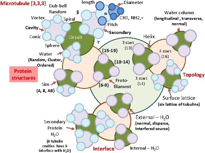 length Microtubule [3, 3, 3] Dub-bell Diameter Random β Vortex Spiral α Pitch Cavity