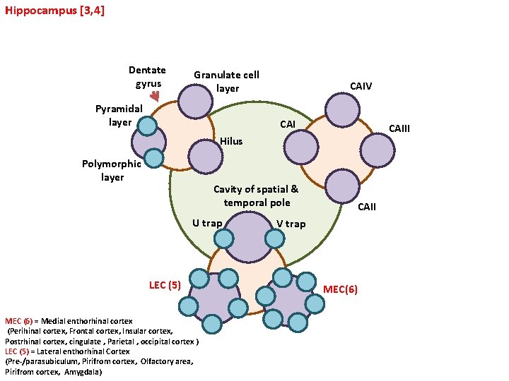 Hippocampus [3, 4] Dentate gyrus Granulate cell layer Pyramidal layer CAIV CAIII Hilus Polymorphic