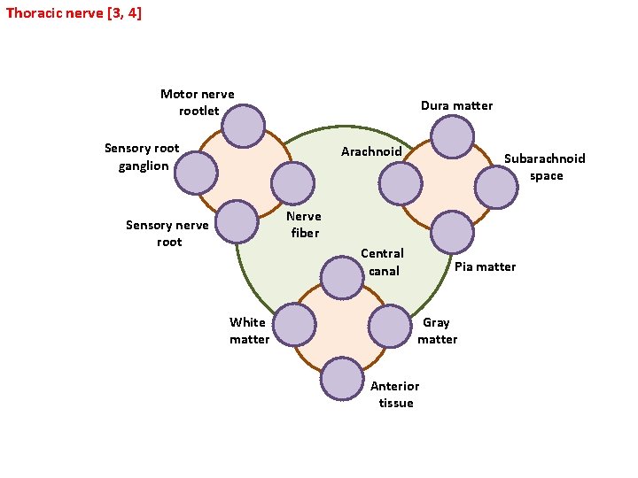 Thoracic nerve [3, 4] Motor nerve rootlet Dura matter Sensory root ganglion Arachnoid Subarachnoid