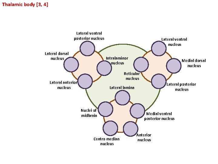 Thalamic body [3, 4] Lateral ventral posterior nucleus Lateral dorsal nucleus Lateral ventral nucleus