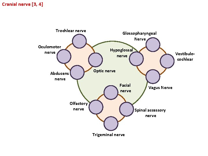 Cranial nerve [3, 4] Trochlear nerve Oculomotor nerve Glossopharyngeal Nerve Hypoglossal nerve Vestibulocochlear Optic