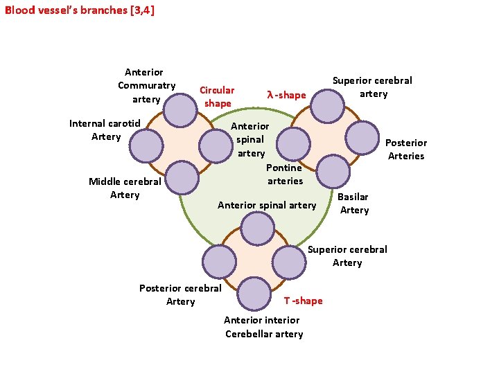 Blood vessel’s branches [3, 4] Anterior Commuratry artery Circular shape Internal carotid Artery Middle