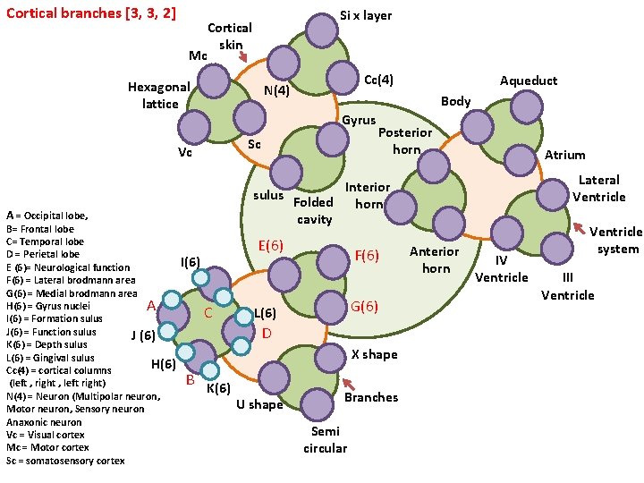 Cortical branches [3, 3, 2] Si x layer Cortical skin Mc Hexagonal lattice Aqueduct