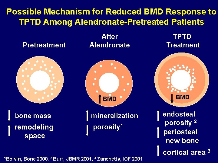Possible Mechanism for Reduced BMD Response to TPTD Among Alendronate-Pretreated Patients Pretreatment After Alendronate
