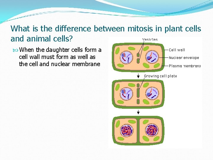 What is the difference between mitosis in plant cells and animal cells? When the