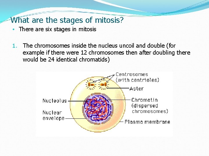 What are the stages of mitosis? • There are six stages in mitosis 1.