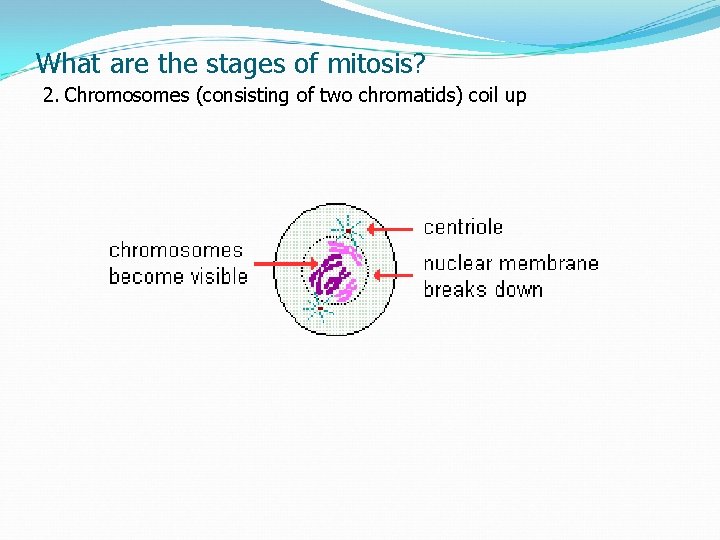What are the stages of mitosis? 2. Chromosomes (consisting of two chromatids) coil up