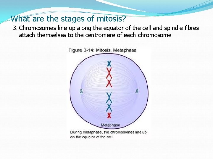 What are the stages of mitosis? 3. Chromosomes line up along the equator of