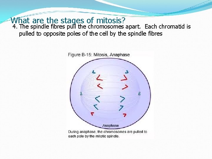 What are the stages of mitosis? 4. The spindle fibres pull the chromosomes apart.