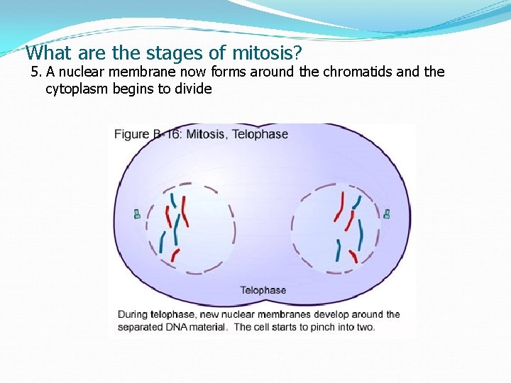 What are the stages of mitosis? 5. A nuclear membrane now forms around the