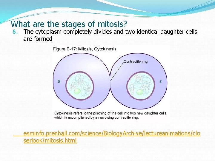 What are the stages of mitosis? 6. The cytoplasm completely divides and two identical