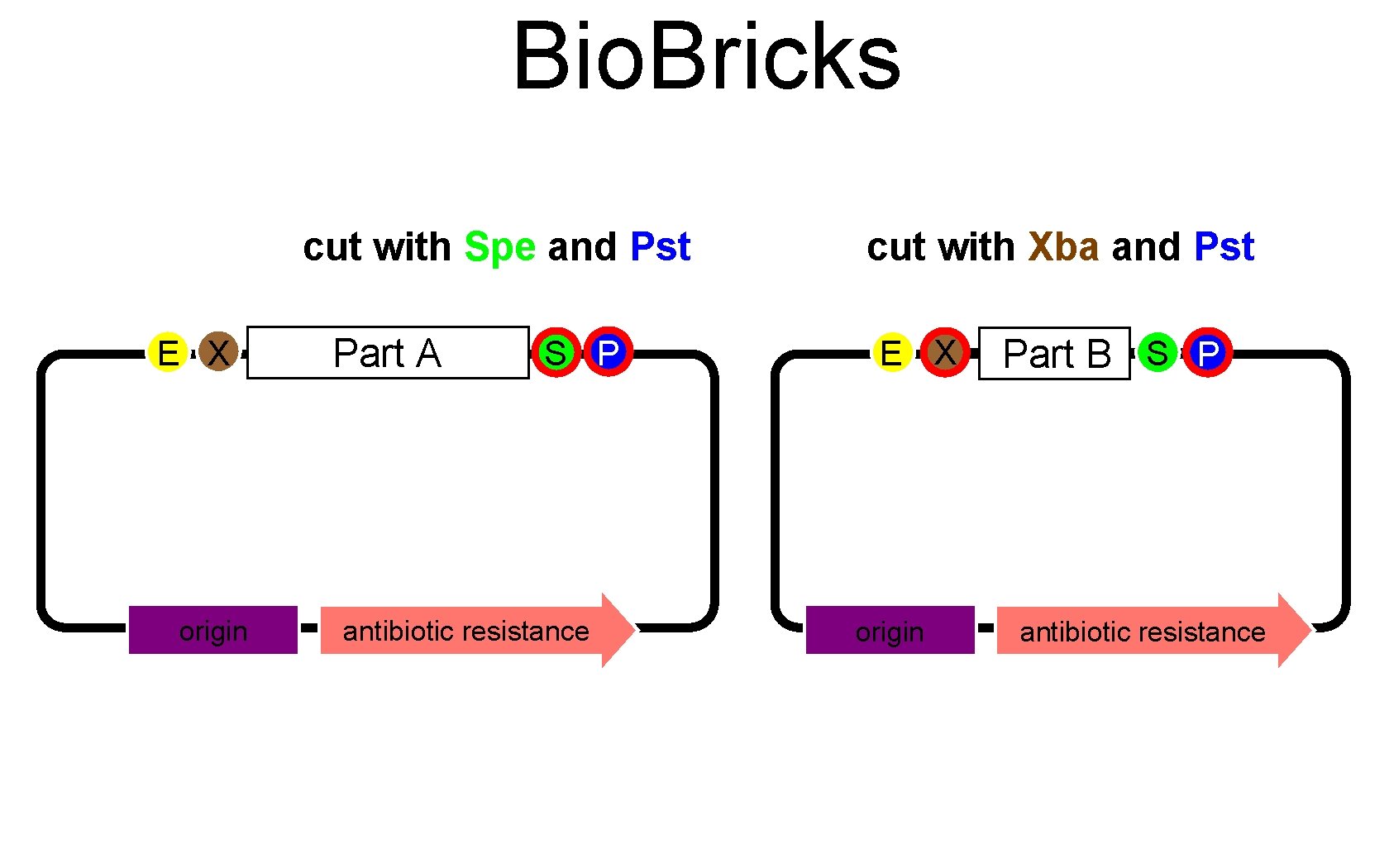 Bio. Bricks cut with Spe and Pst E X origin Part A S P