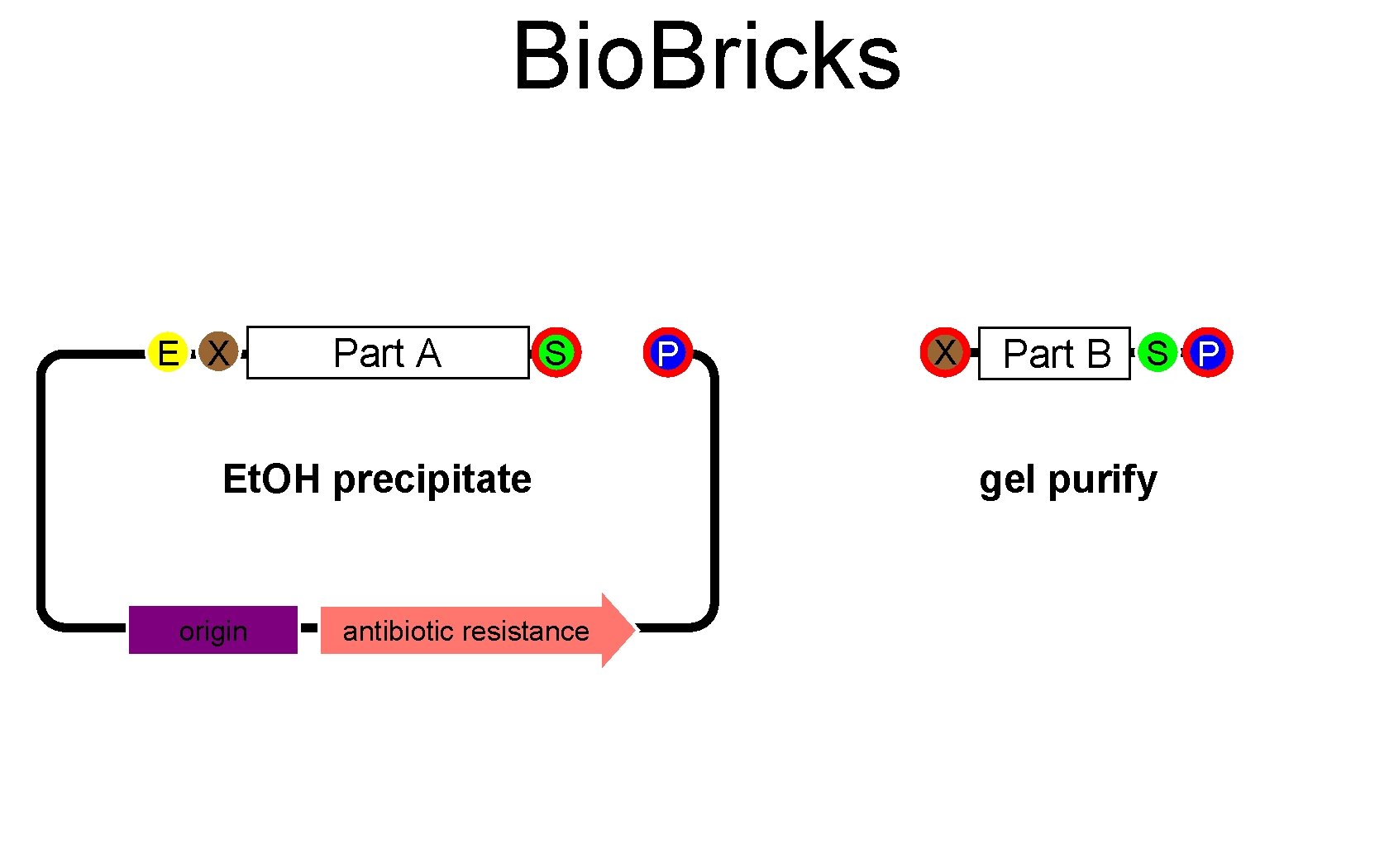 Bio. Bricks E X Part A S Et. OH precipitate origin antibiotic resistance P
