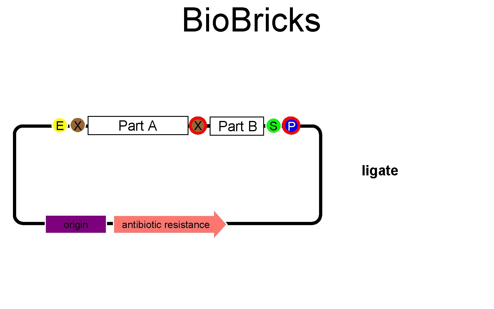 Bio. Bricks E X Part A S X Part B S P ligate origin