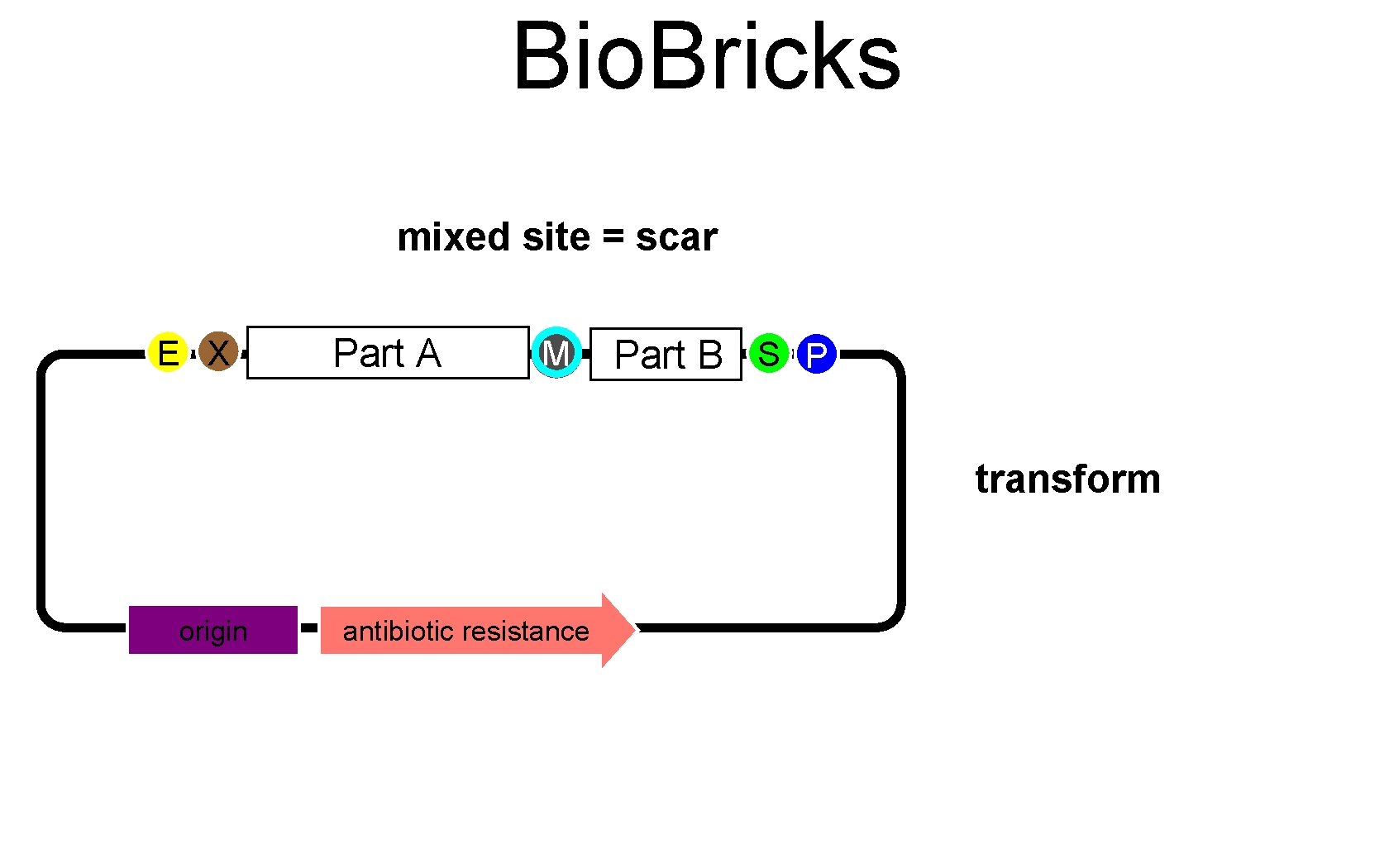 Bio. Bricks mixed site = scar E X Part A S X M Part