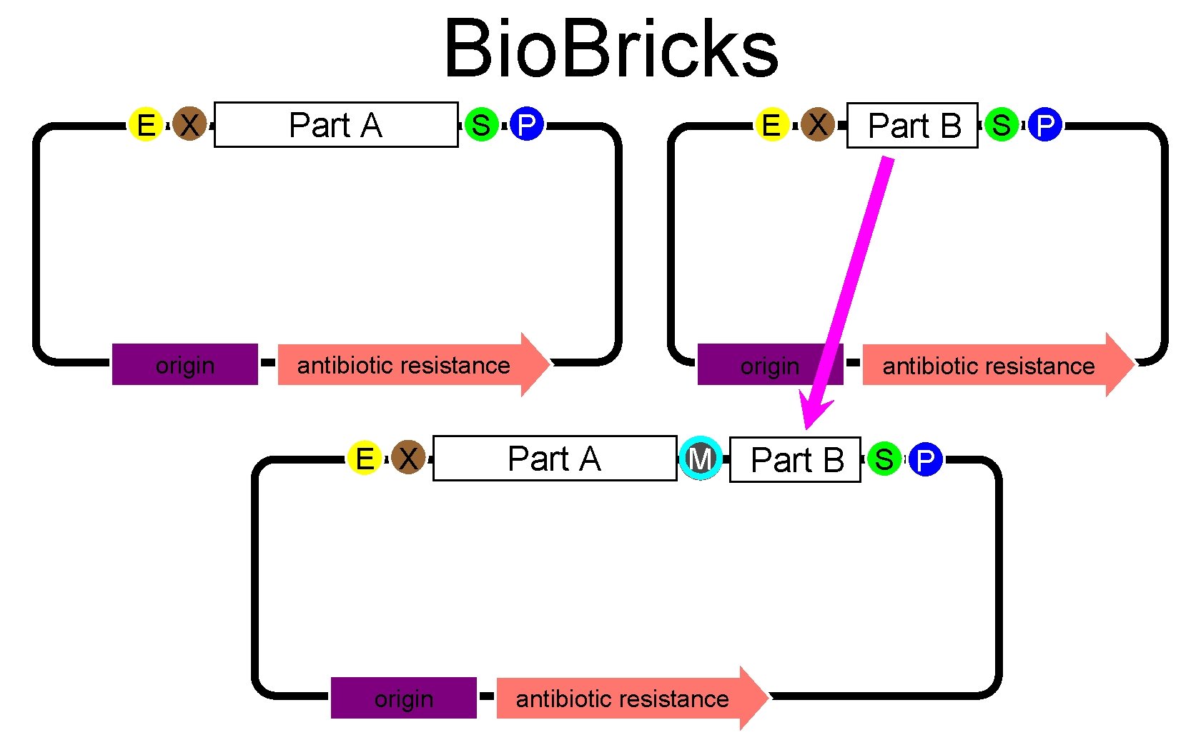 Bio. Bricks E X origin Part A E X S P antibiotic resistance E