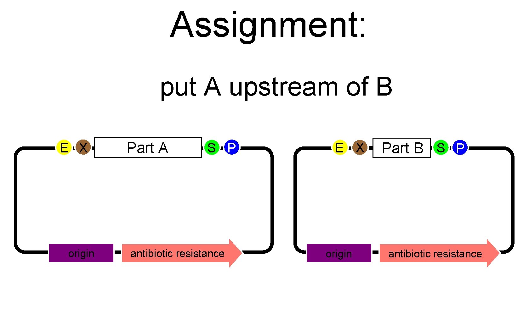 Assignment: put A upstream of B E X origin Part A S P antibiotic