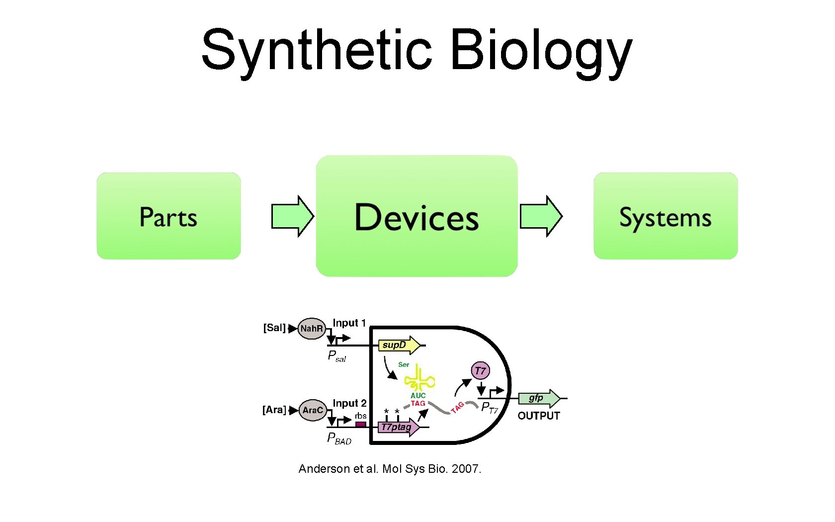 Synthetic Biology Anderson et al. Mol Sys Bio. 2007. 