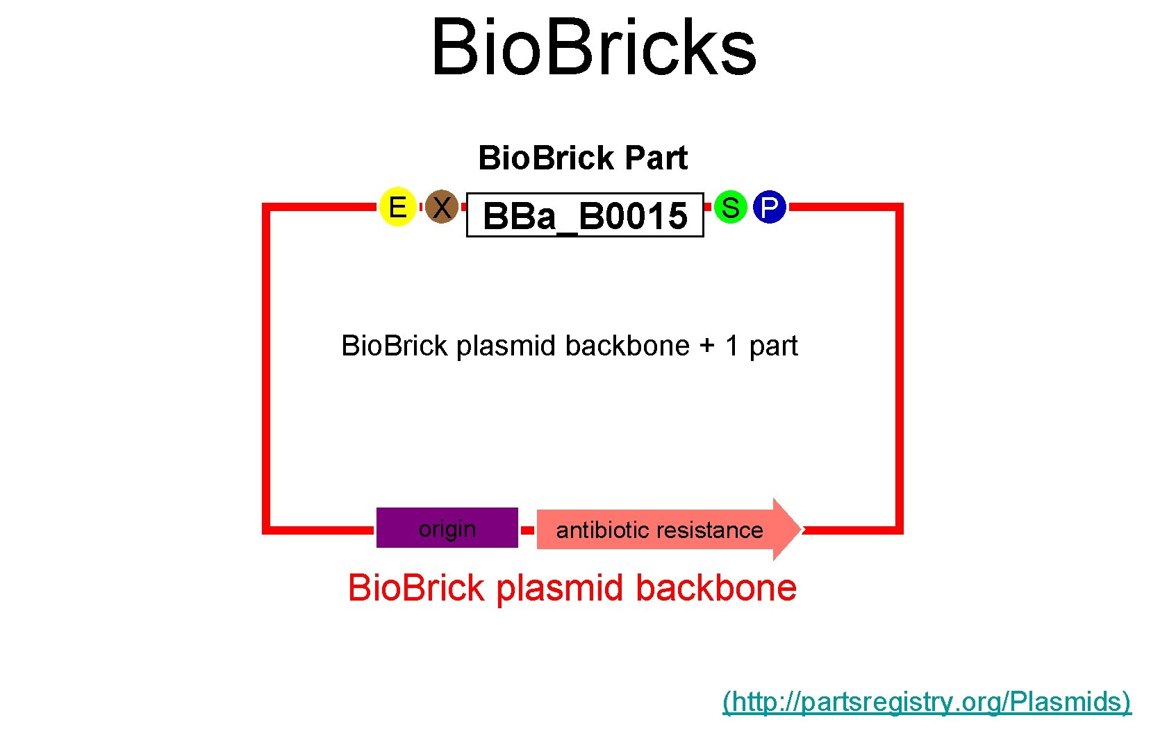 Bio. Bricks Bio. Brick Part E X BBa_B 0015 S P Bio. Brick plasmid