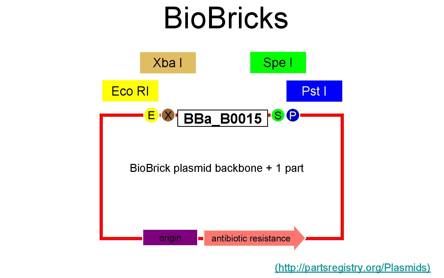 Bio. Bricks Spe I Xba I Eco RI Pst I E X BBa_B 0015