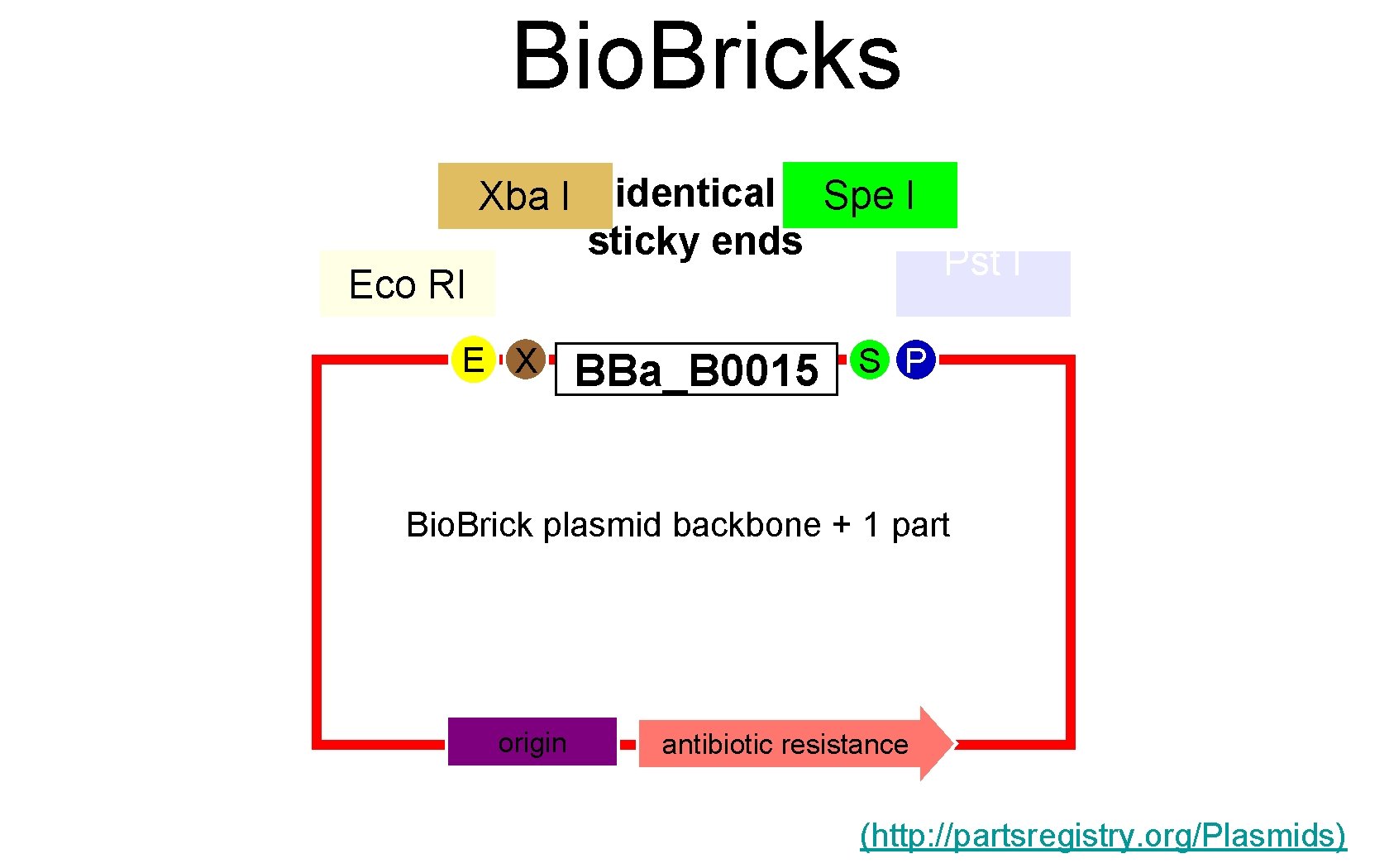 Bio. Bricks Xba I Eco RI E X identical Spe I sticky ends BBa_B