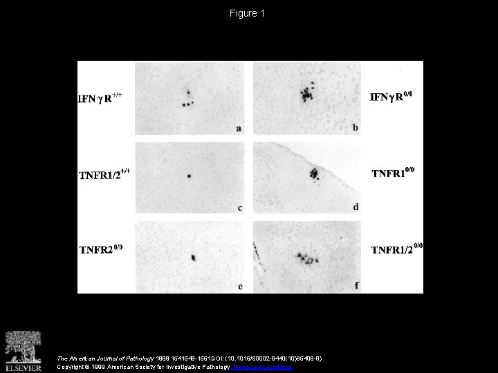 Figure 1 The American Journal of Pathology 1999 1541549 -1561 DOI: (10. 1016/S 0002