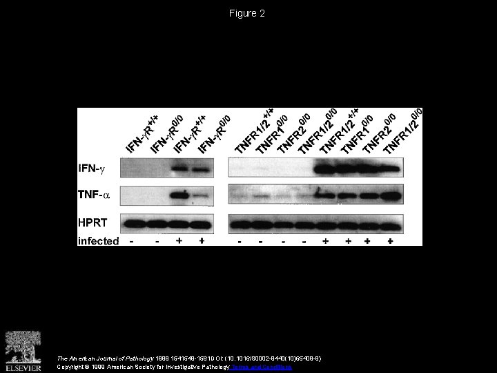 Figure 2 The American Journal of Pathology 1999 1541549 -1561 DOI: (10. 1016/S 0002