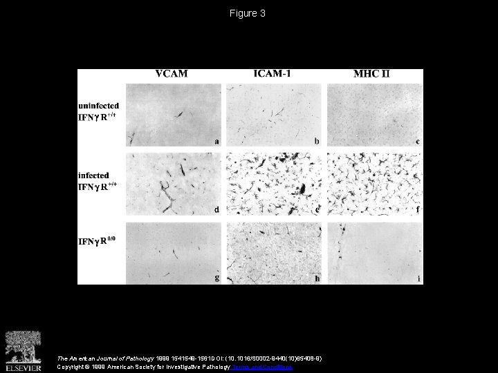 Figure 3 The American Journal of Pathology 1999 1541549 -1561 DOI: (10. 1016/S 0002