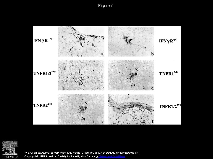 Figure 5 The American Journal of Pathology 1999 1541549 -1561 DOI: (10. 1016/S 0002