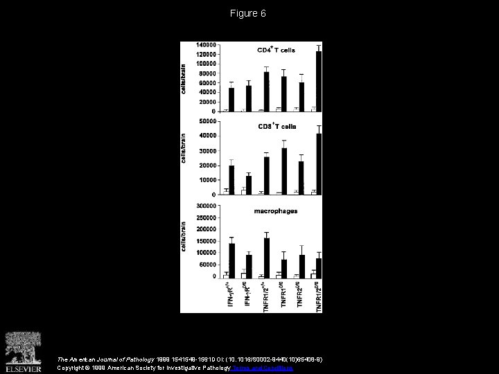 Figure 6 The American Journal of Pathology 1999 1541549 -1561 DOI: (10. 1016/S 0002