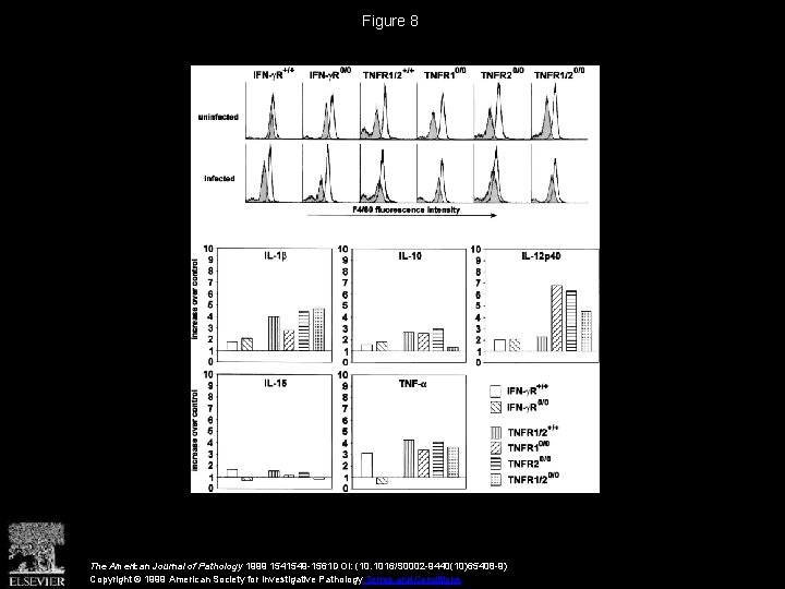 Figure 8 The American Journal of Pathology 1999 1541549 -1561 DOI: (10. 1016/S 0002