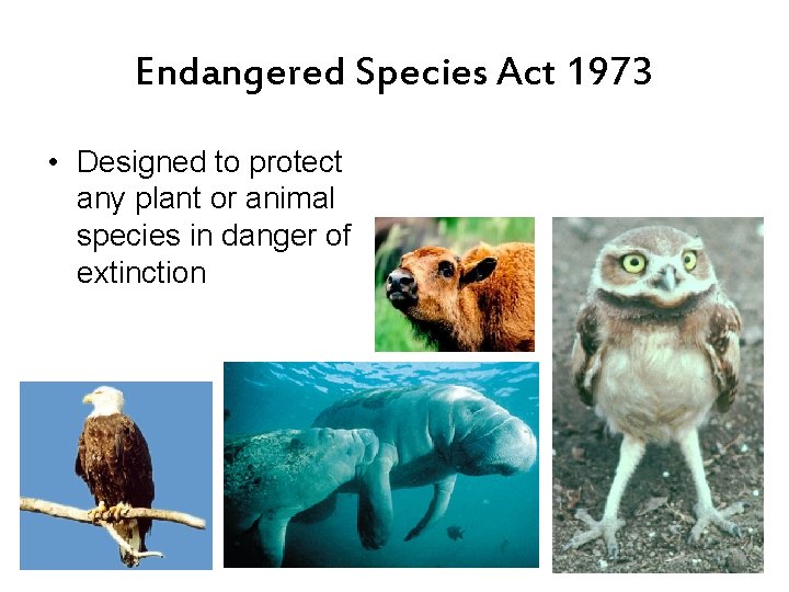 Endangered Species Act 1973 • Designed to protect any plant or animal species in