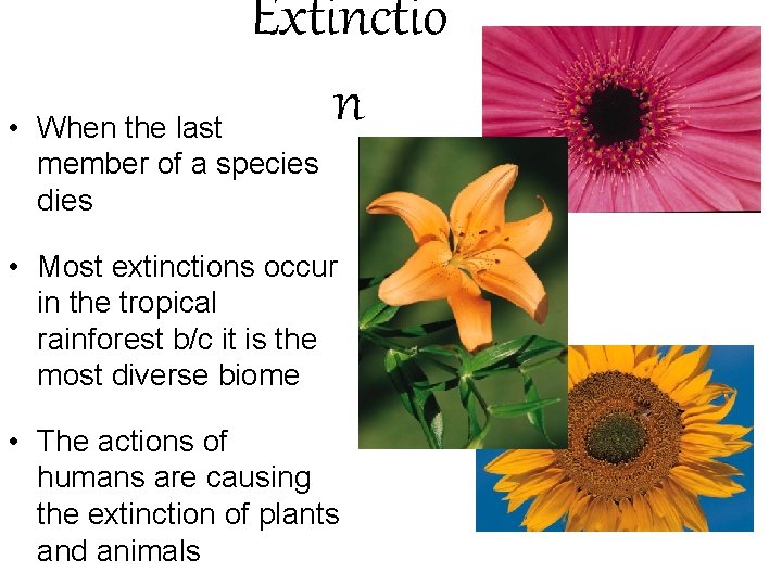 Extinctio n • When the last member of a species dies • Most extinctions