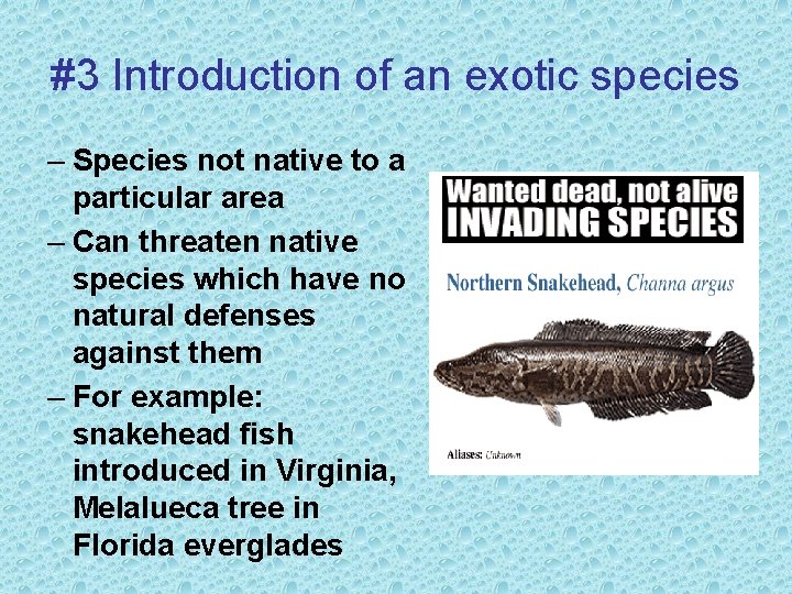 #3 Introduction of an exotic species – Species not native to a particular area