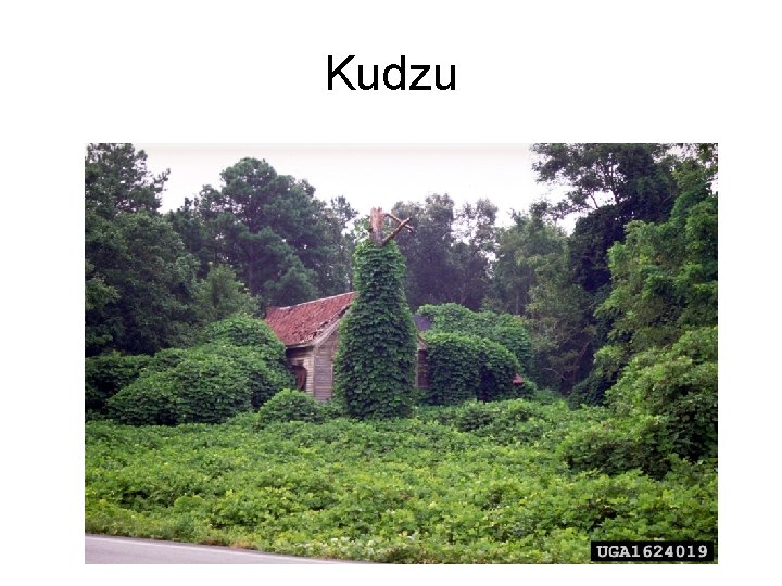 Kudzu 