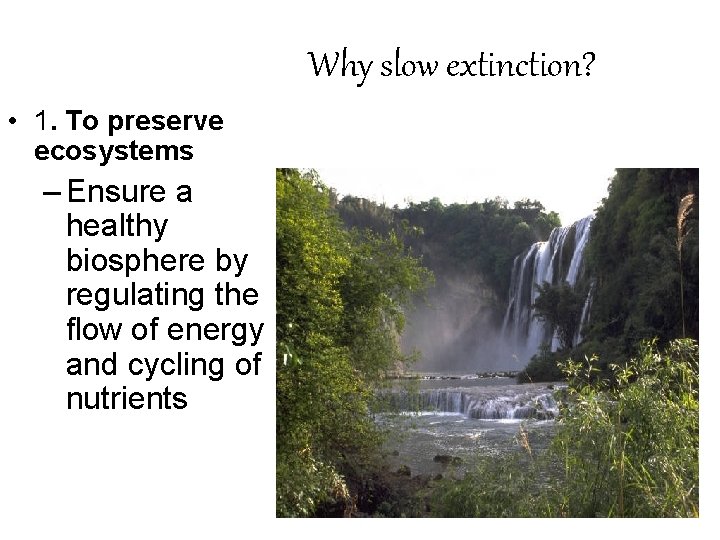 Why slow extinction? • 1. To preserve ecosystems – Ensure a healthy biosphere by