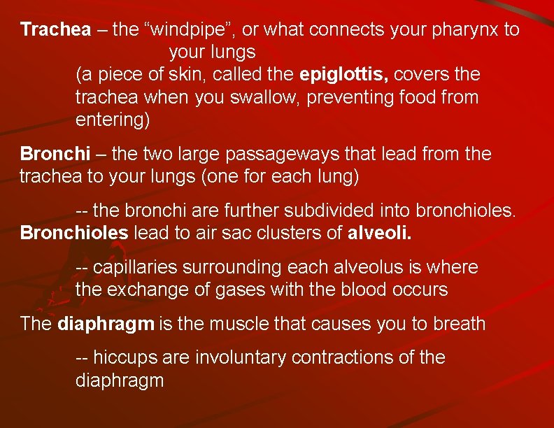 Trachea – the “windpipe”, or what connects your pharynx to your lungs (a piece