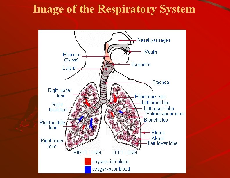 Image of the Respiratory System 