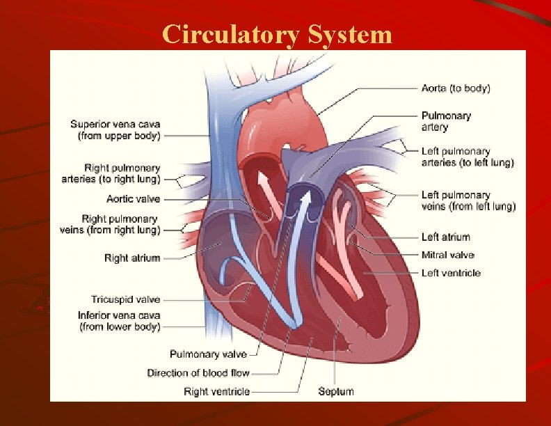 Circulatory System 